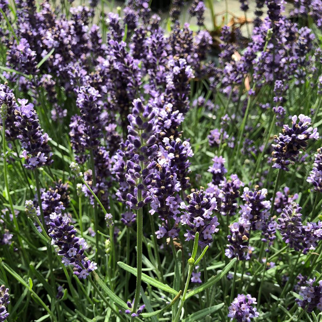 Lavande vraie - Lavandula angustifolia Hidcote