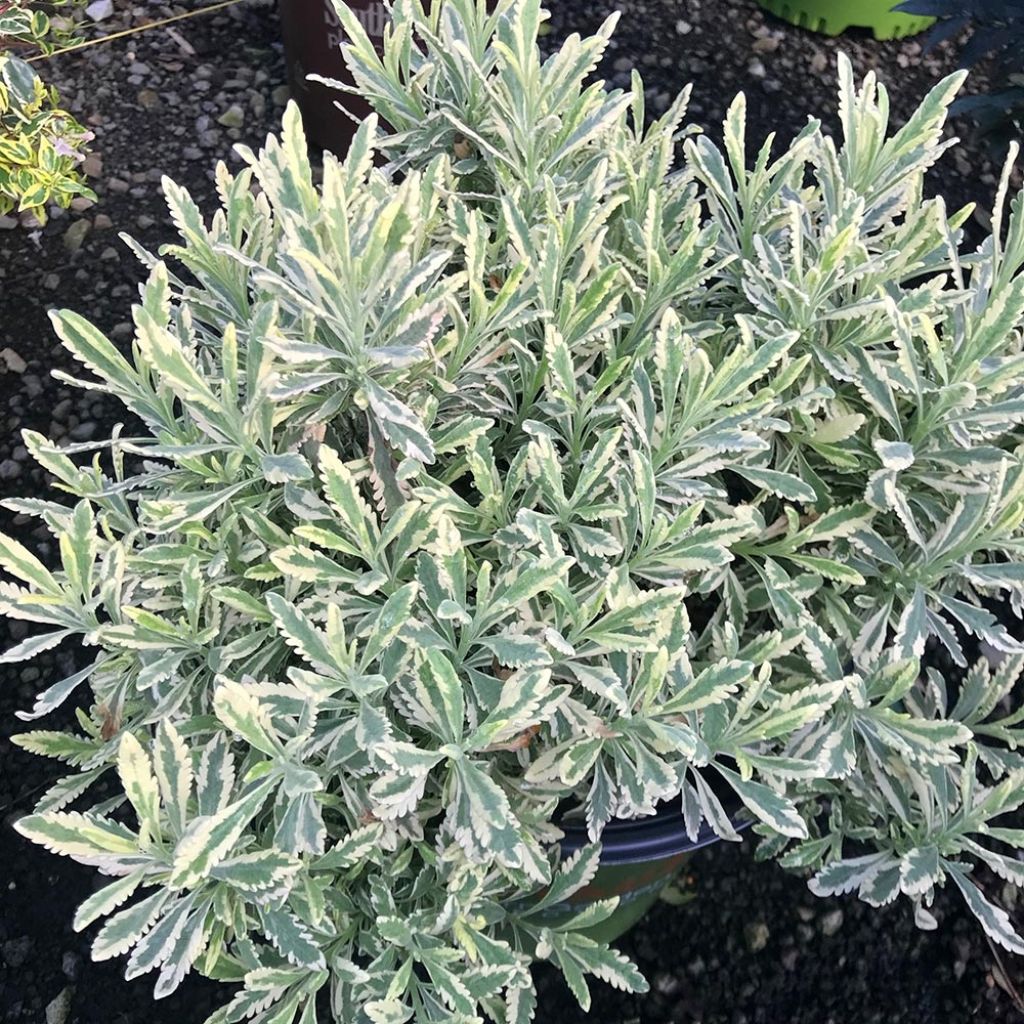 Lavandula allardii Meerlo - Lavender