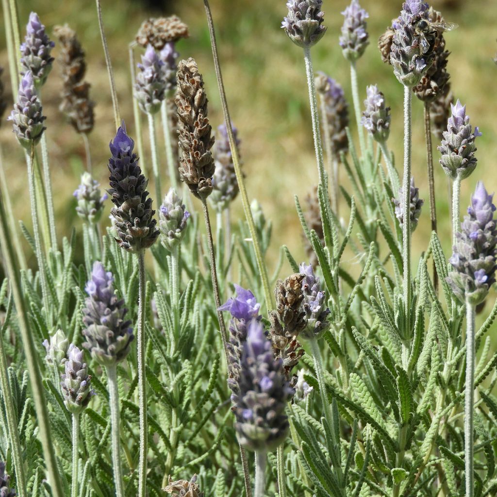 Lavandula dentata - Lavender