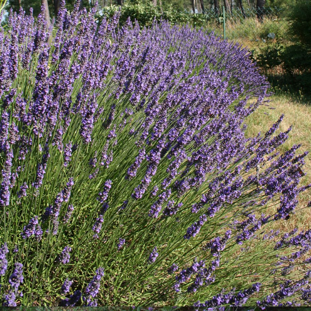 Lavande hybride, Lavandin - Lavandula intermedia Grosso