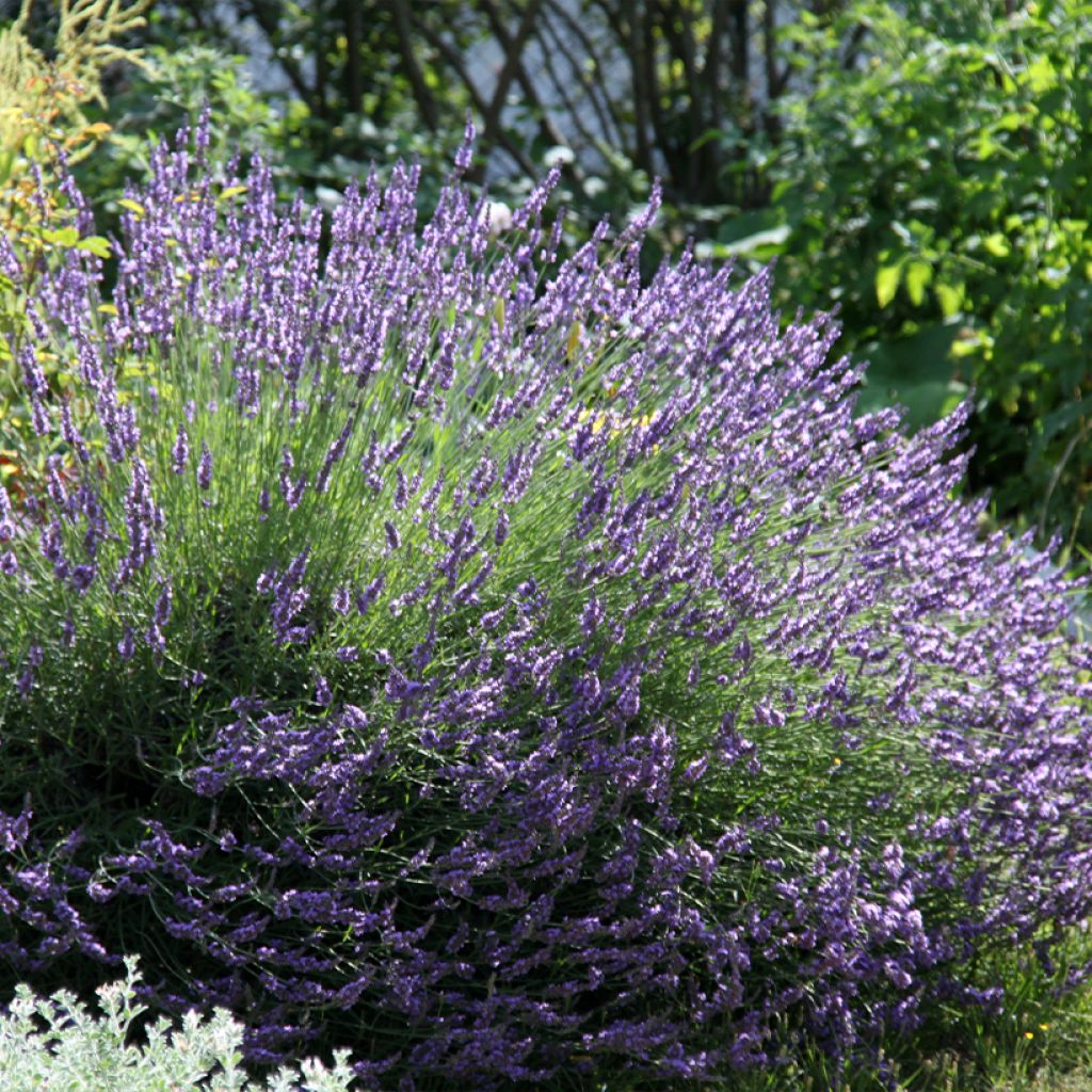 Lavande hybride, Lavandin - Lavandula intermedia Grosso