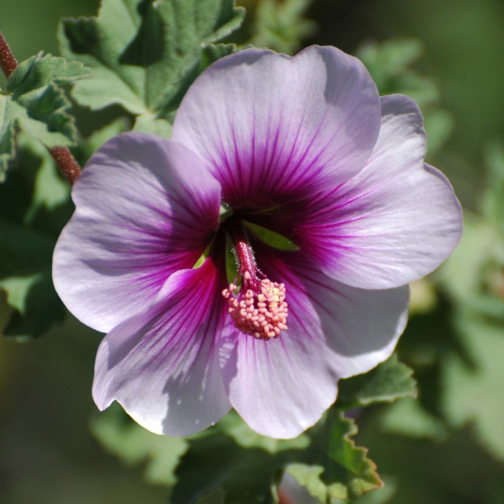 Lavatera maritima - Tree Mallow