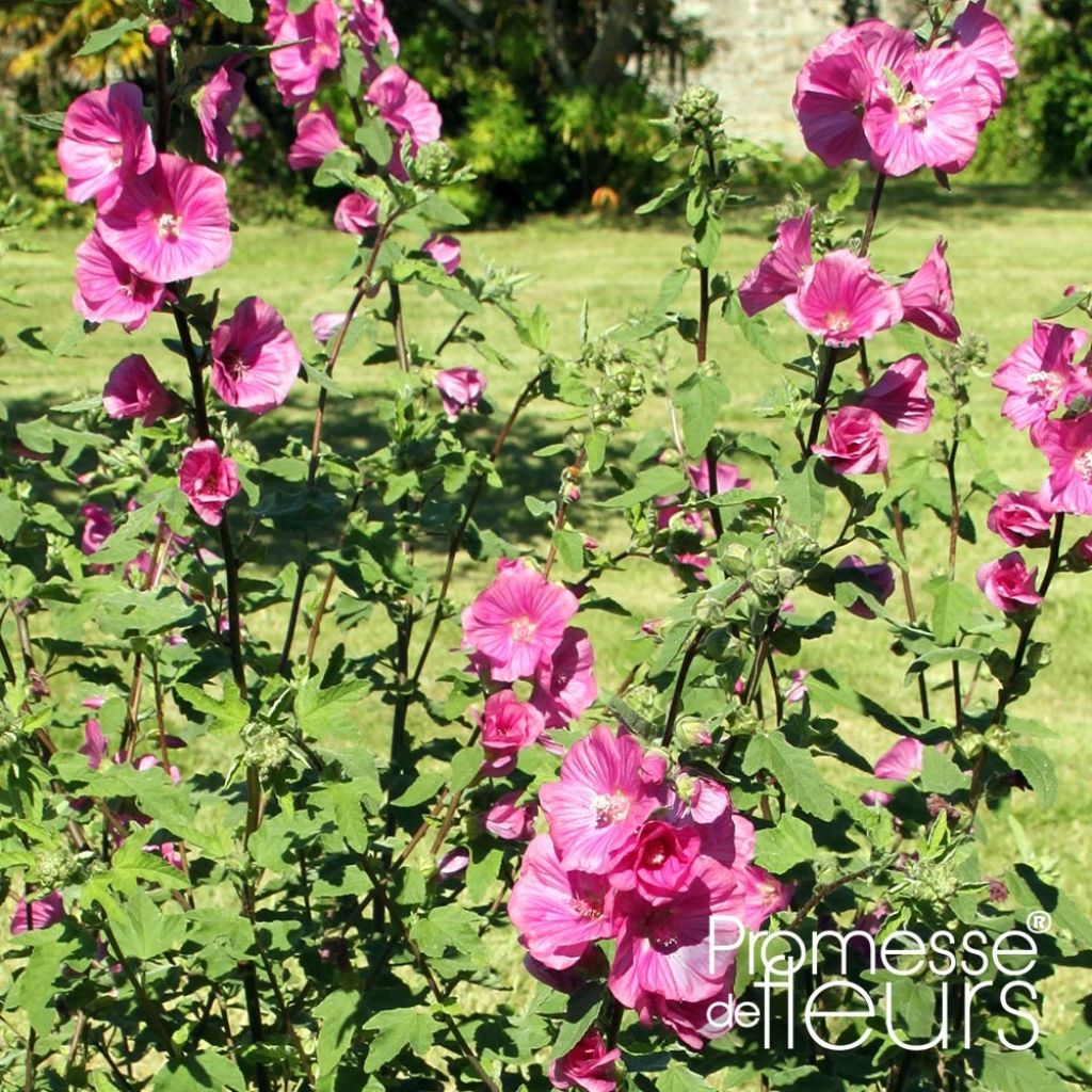 Lavatera thuringiaca Bredon Springs - Lavatère arbustive