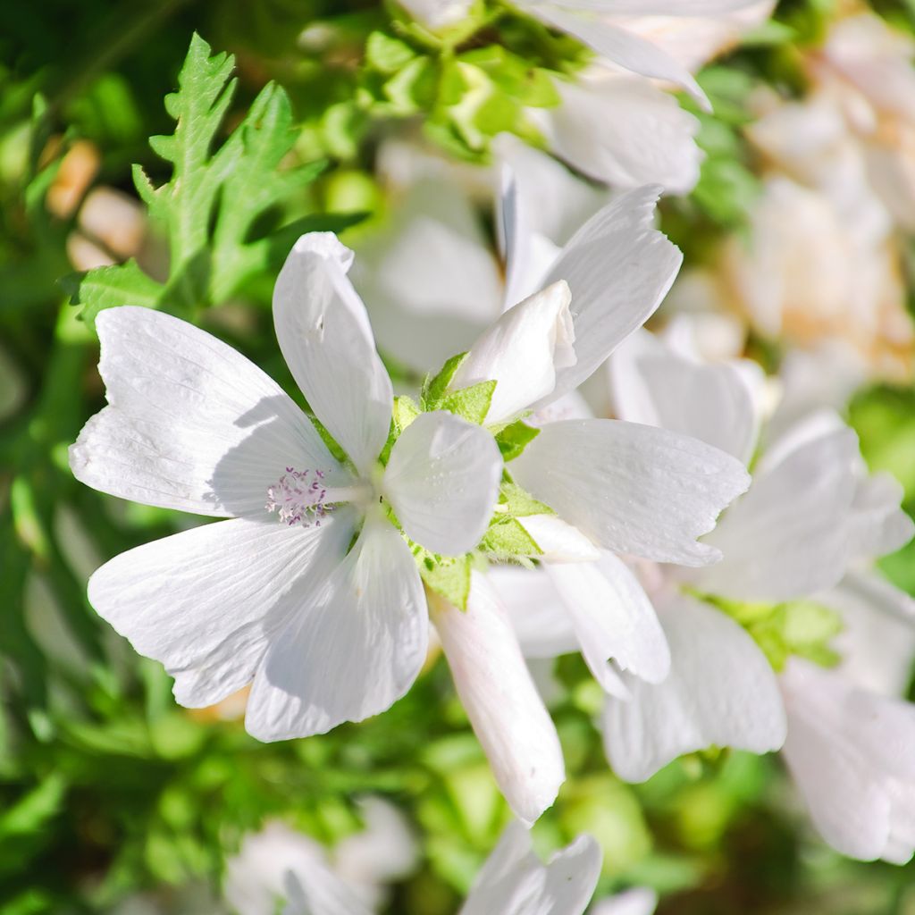 Lavatera thuringiaca First Light - Tree Mallow