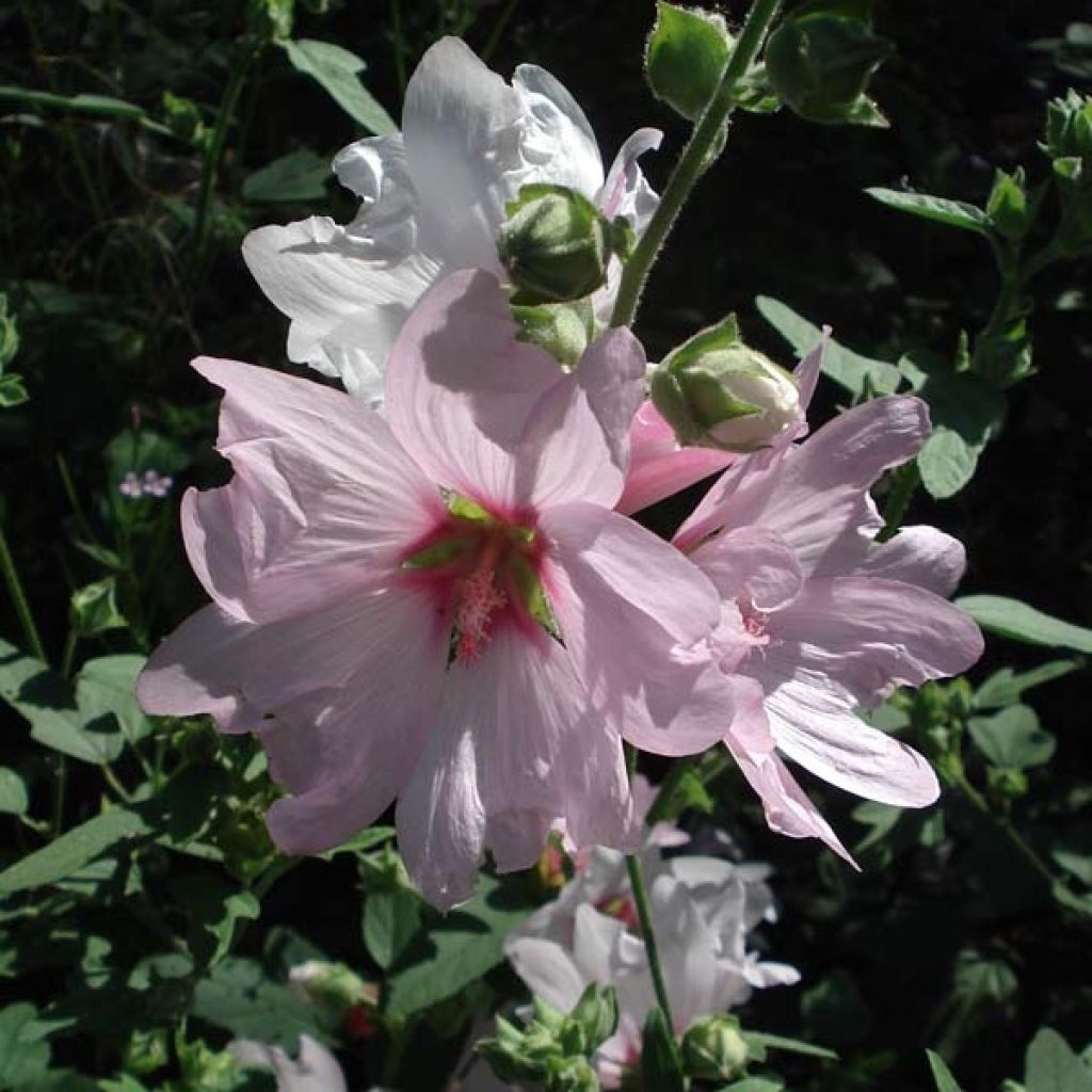 Lavatera clementii Barnsley - Tree Mallow