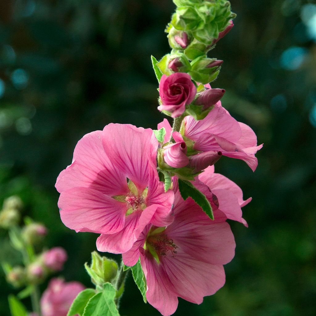 Lavatera Burgundy Wine - Tree Mallow