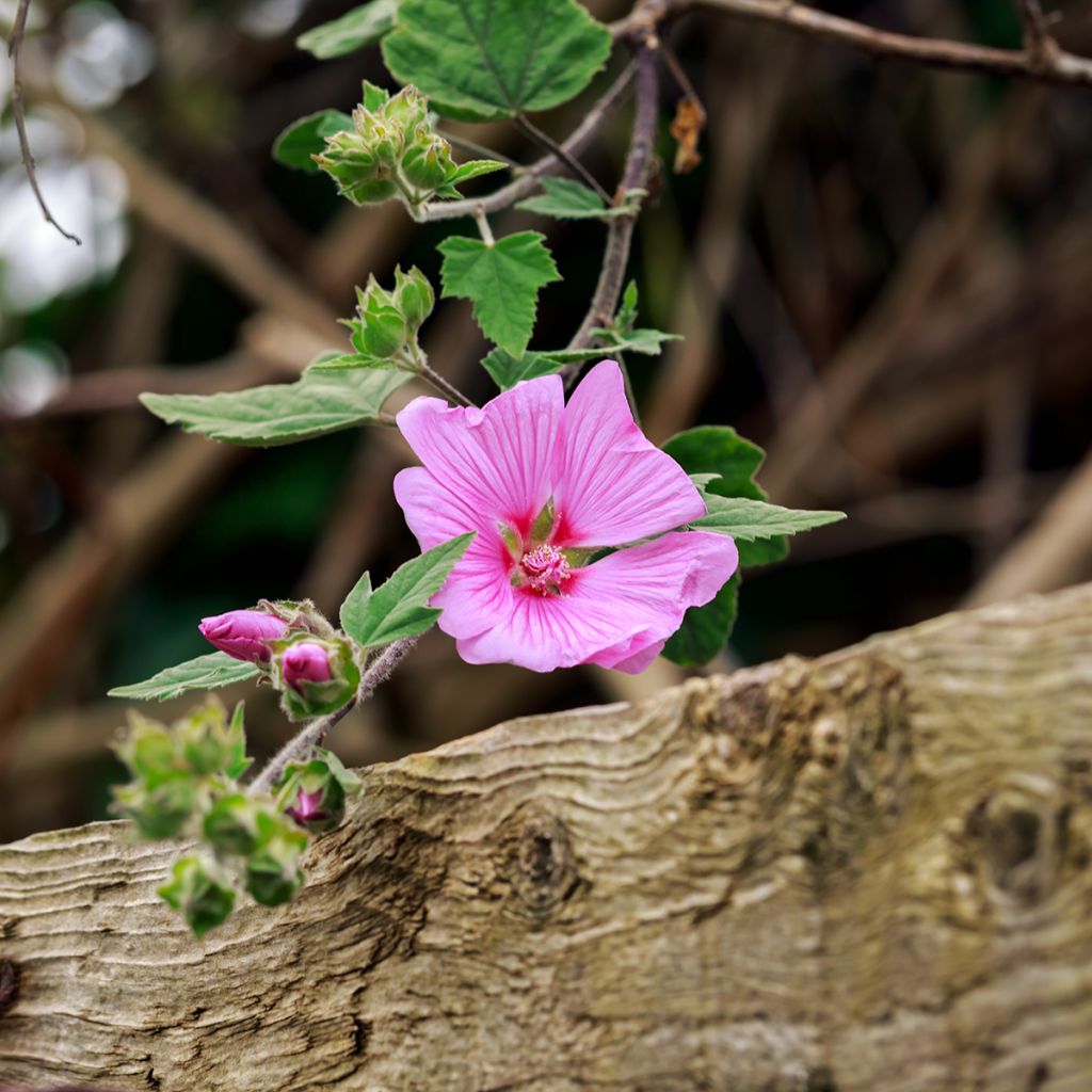 Lavatera Candy Floss - Tree Mallow