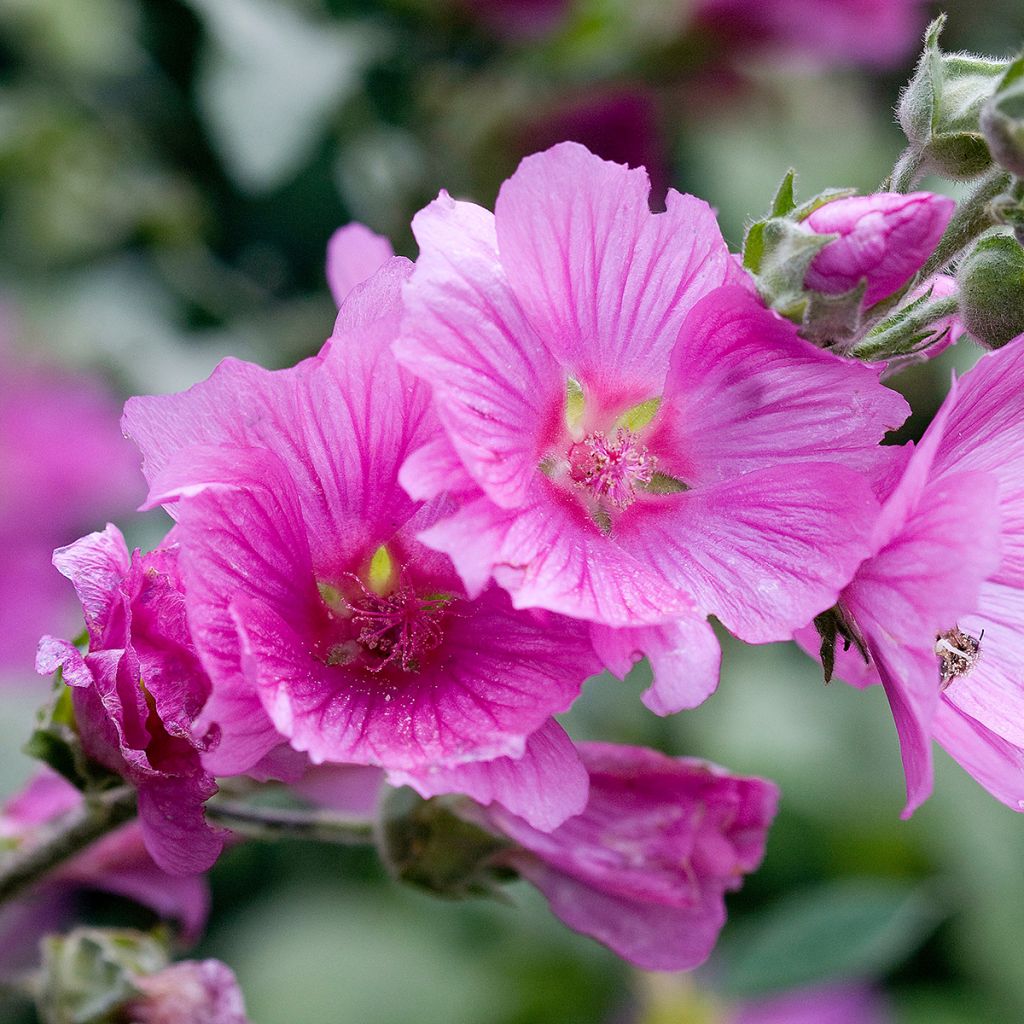 Lavatera olbia Rosea - Tree Mallow