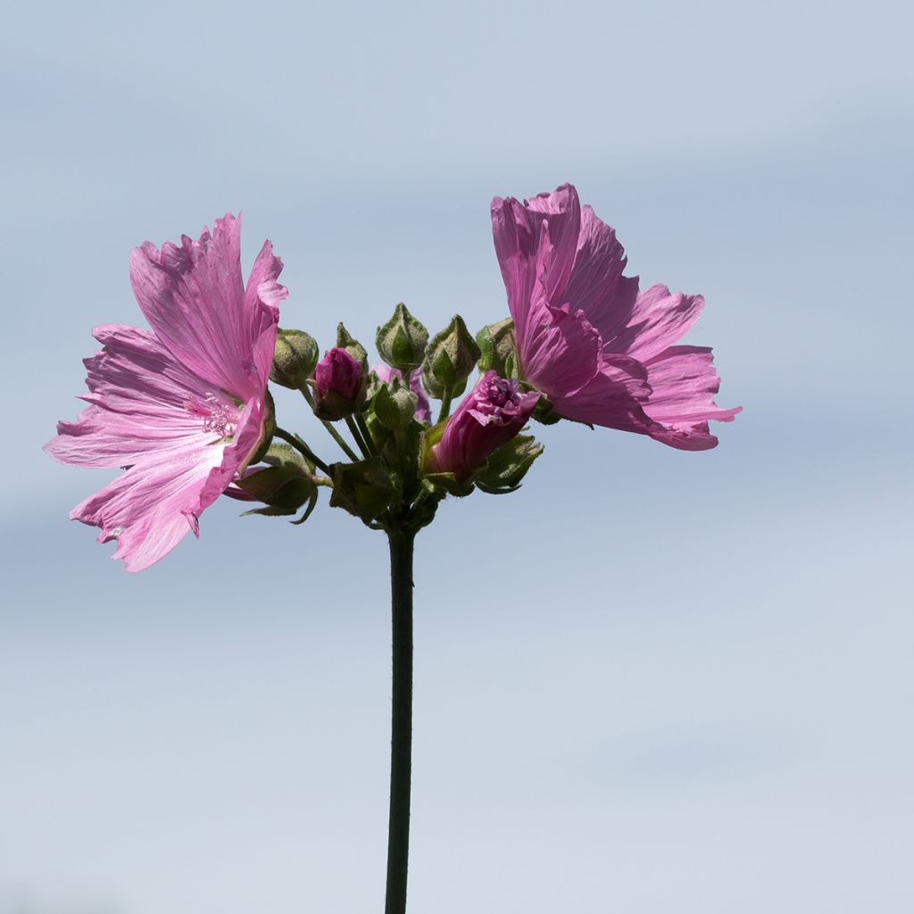 Lavatera olbia Rosea - Tree Mallow