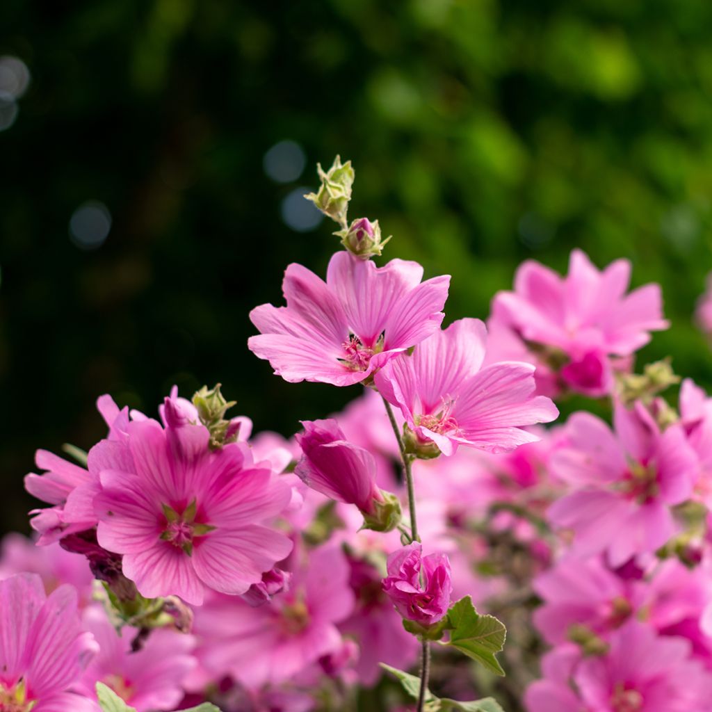 Lavatera olbia Rosea - Tree Mallow