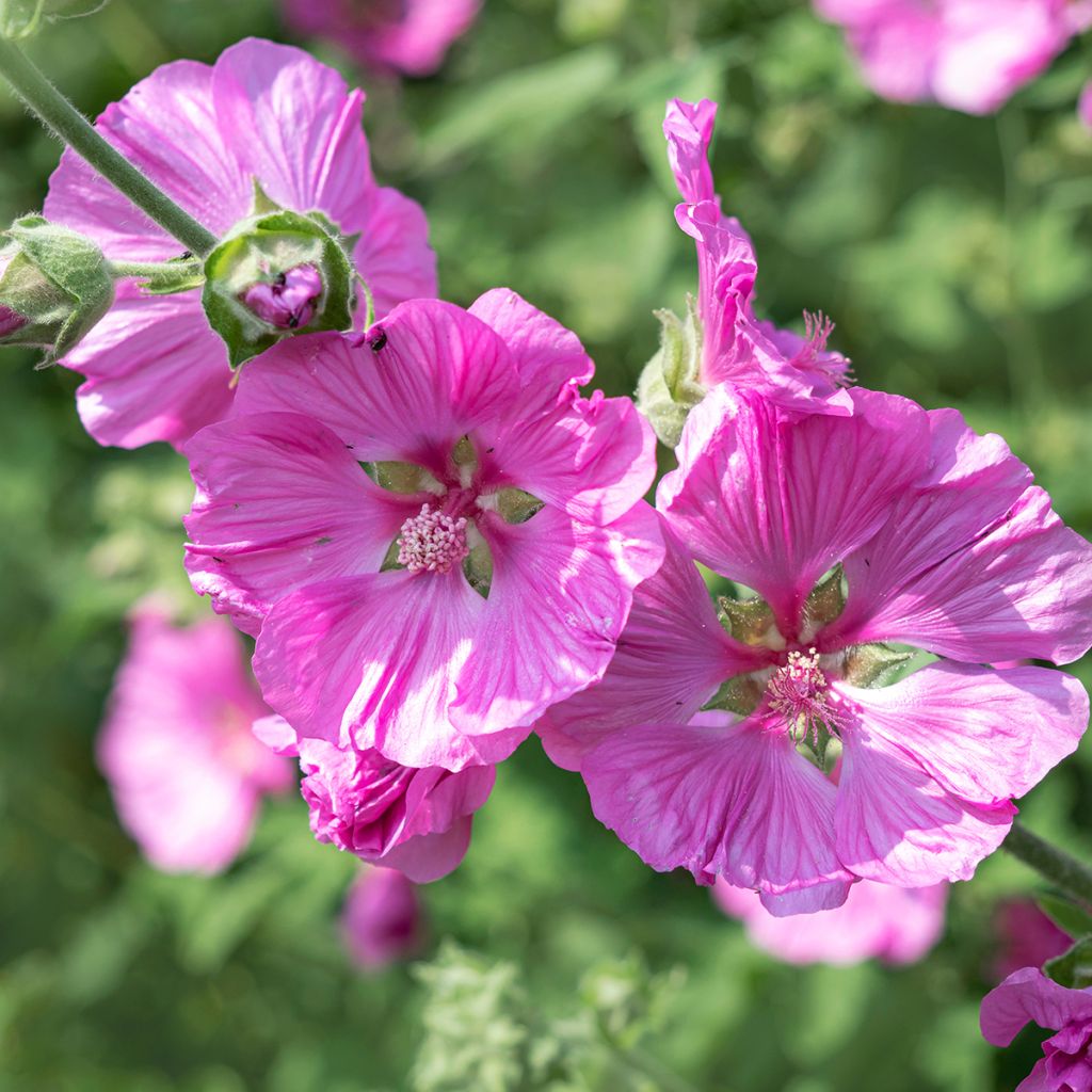 Lavatera thuringiaca Bredon Springs - Tree Mallow