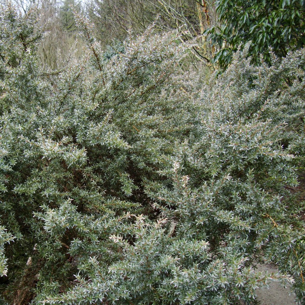 Leptospermum Silver Sheen - Arbre à thé laineux.