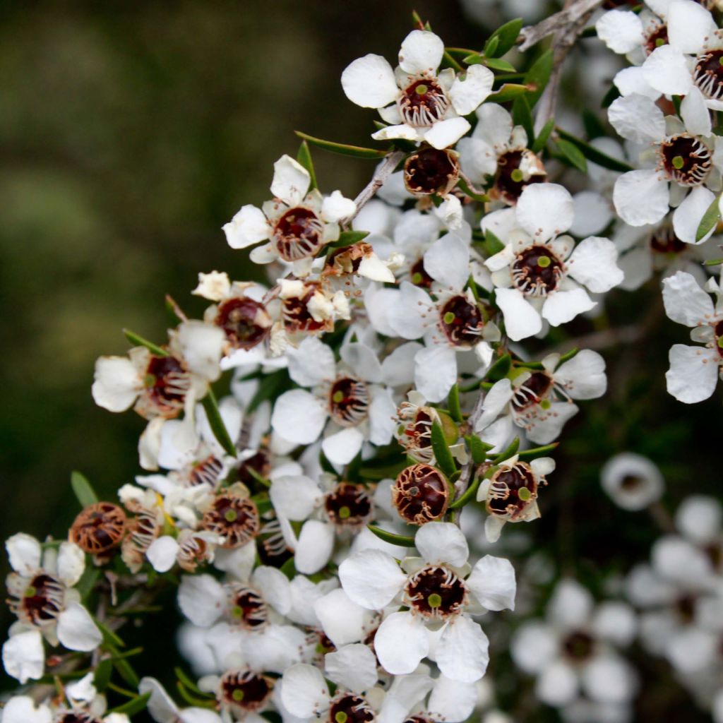 Leptospermum scoparium White - Tea-tree