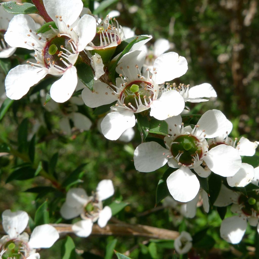 Leptospermum scoparium White - Tea-tree