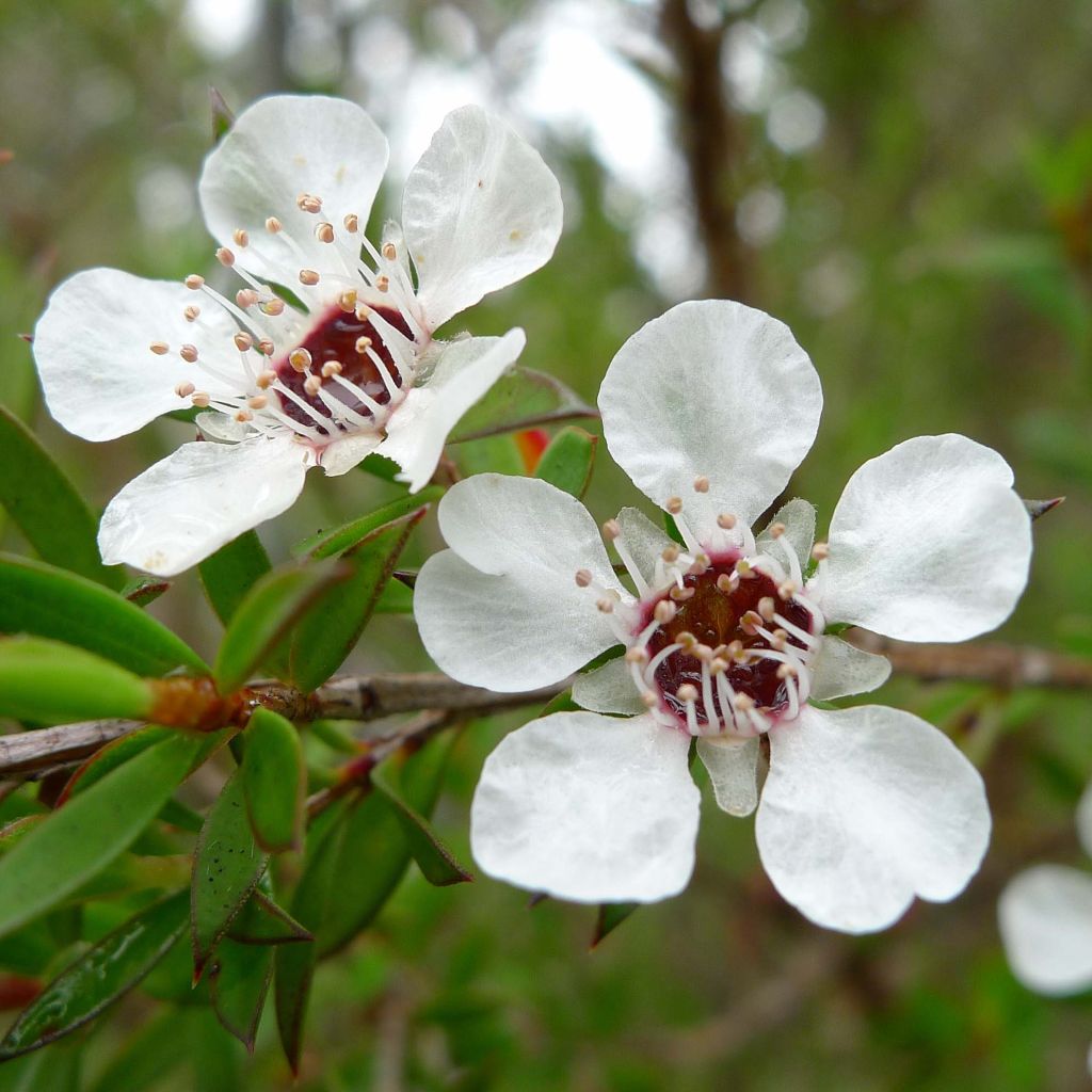 Leptospermum scoparium White - Tea-tree