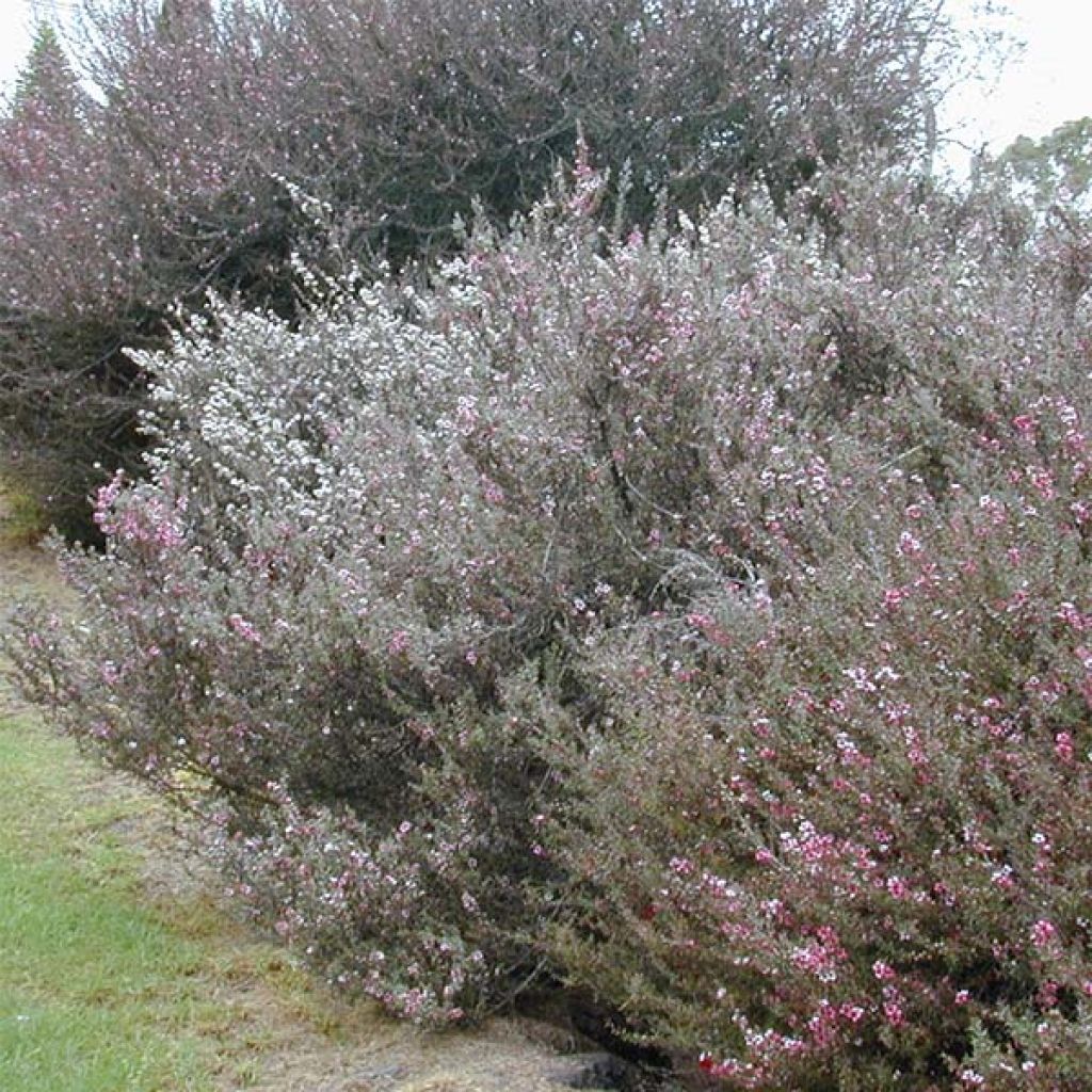 Leptospermum scoparium White - Tea-tree