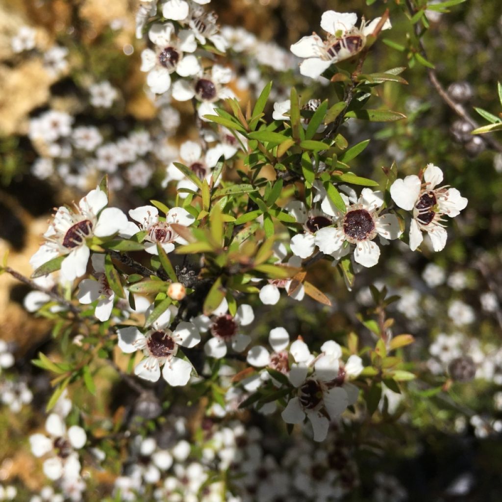 Leptospermum scoparium White - Tea-tree