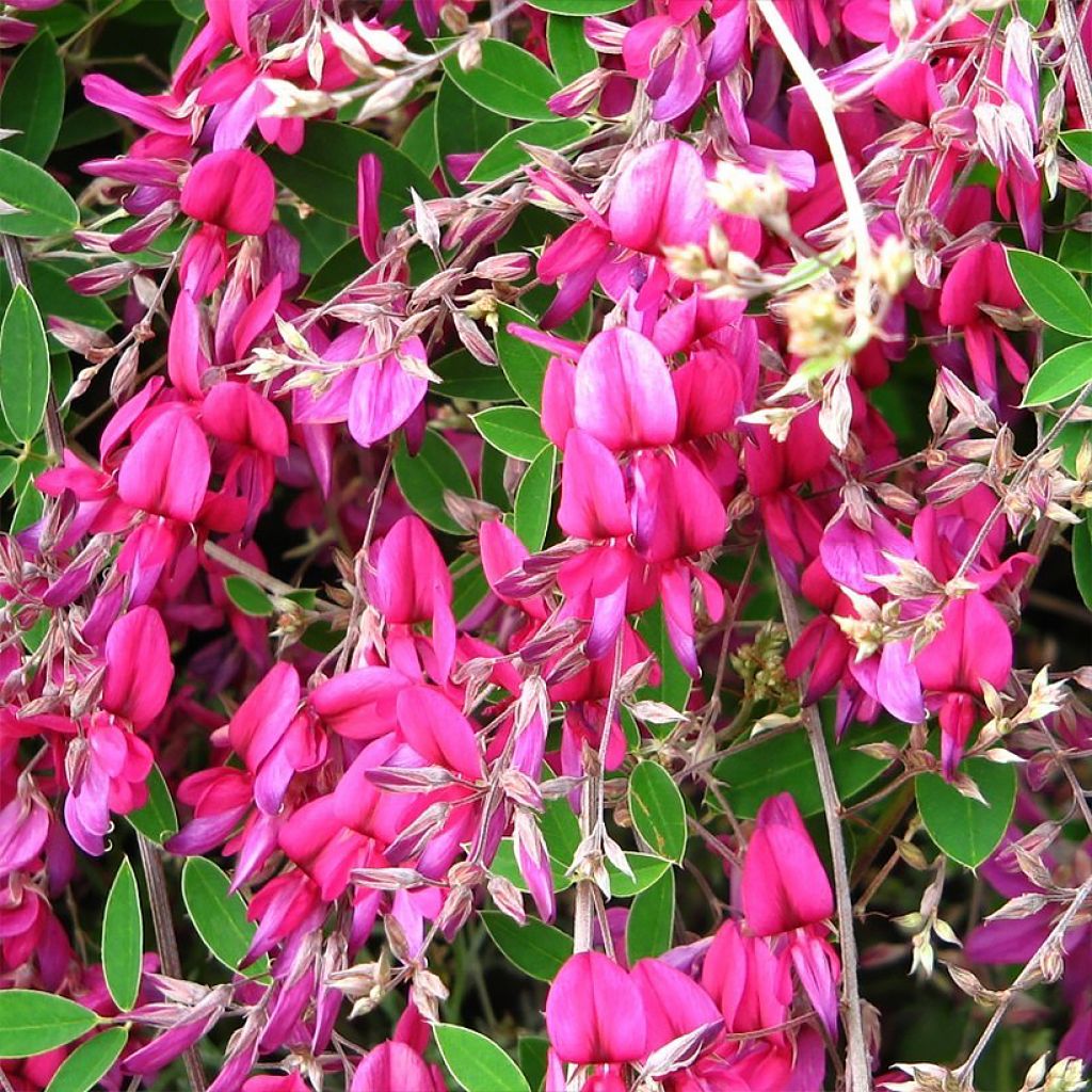 Lespedeza bicolor Summer Beauty - Trèfle en arbre 