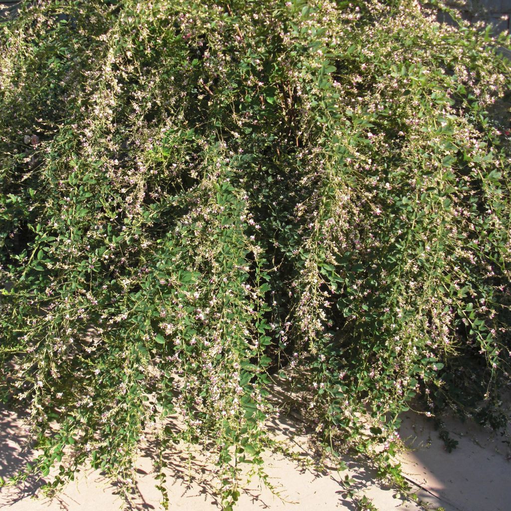 Lespedeza thunbergii Edo-Shibori - Lespedeza de Thunberg.