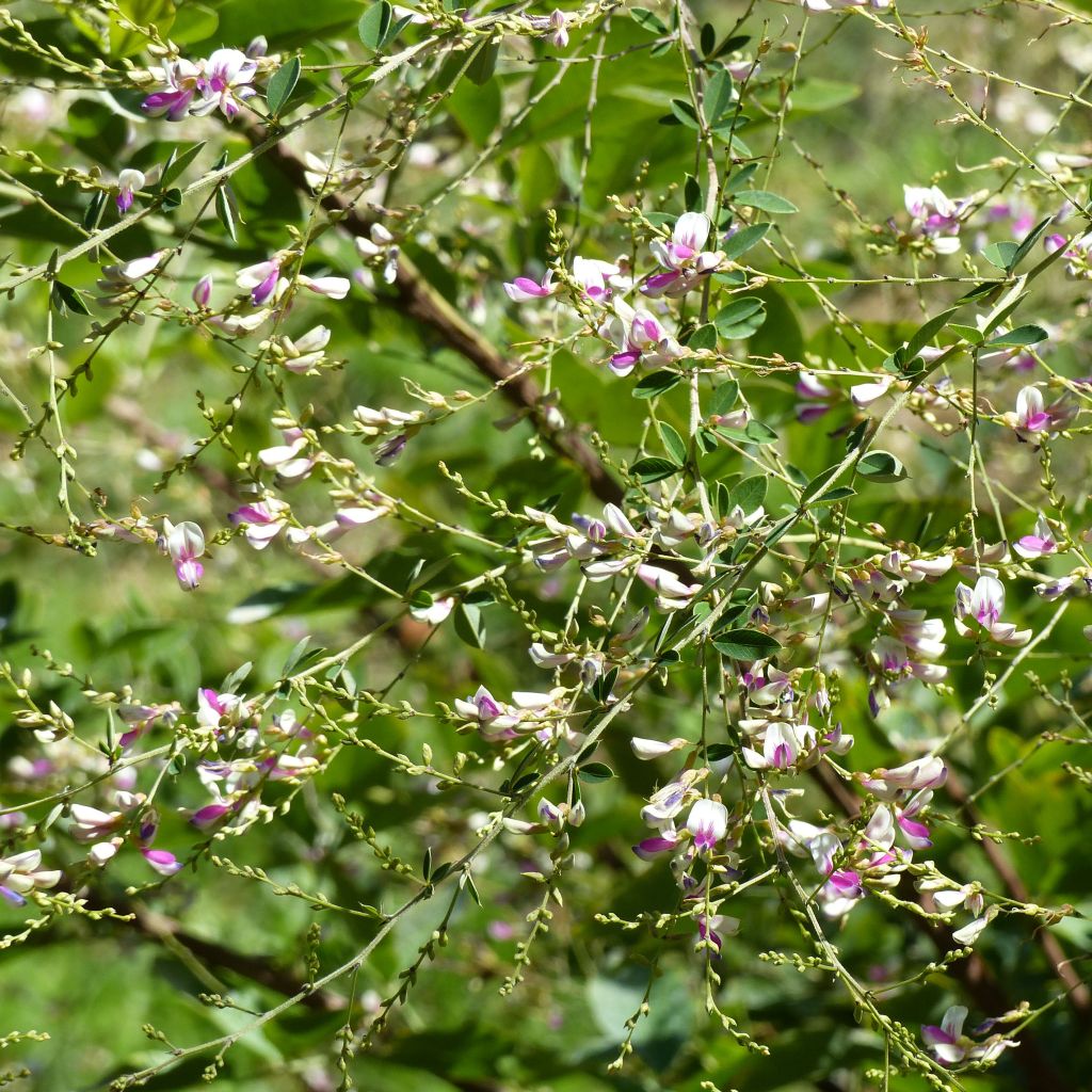 Lespedeza thunbergii Edo-Shibori - Lespedeza de Thunberg.