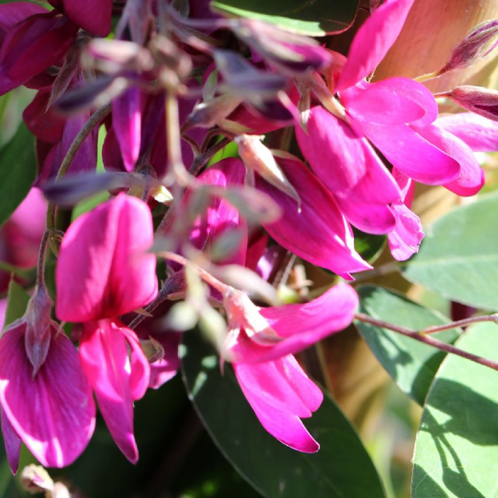 Lespedeza thunbergii Gibraltar - Trèfle en arbre