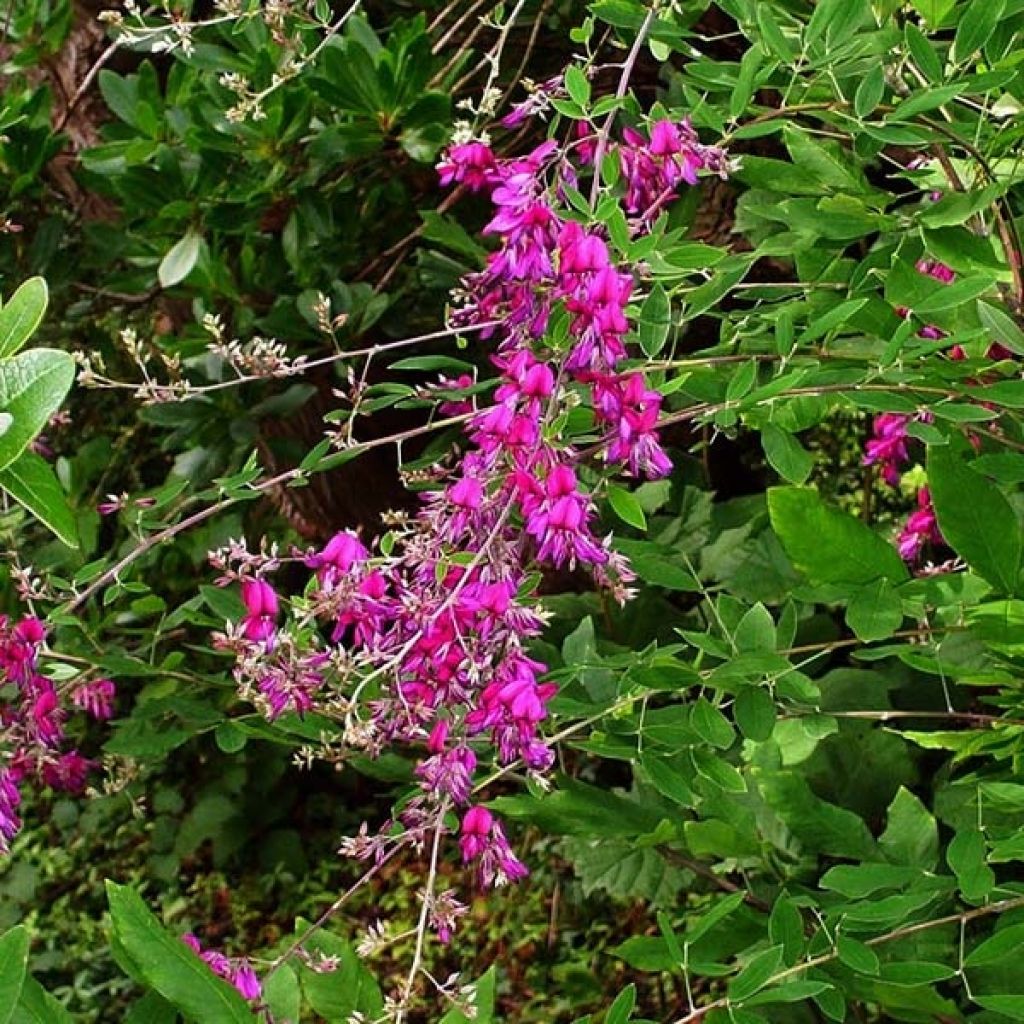 Lespedeza thunbergii