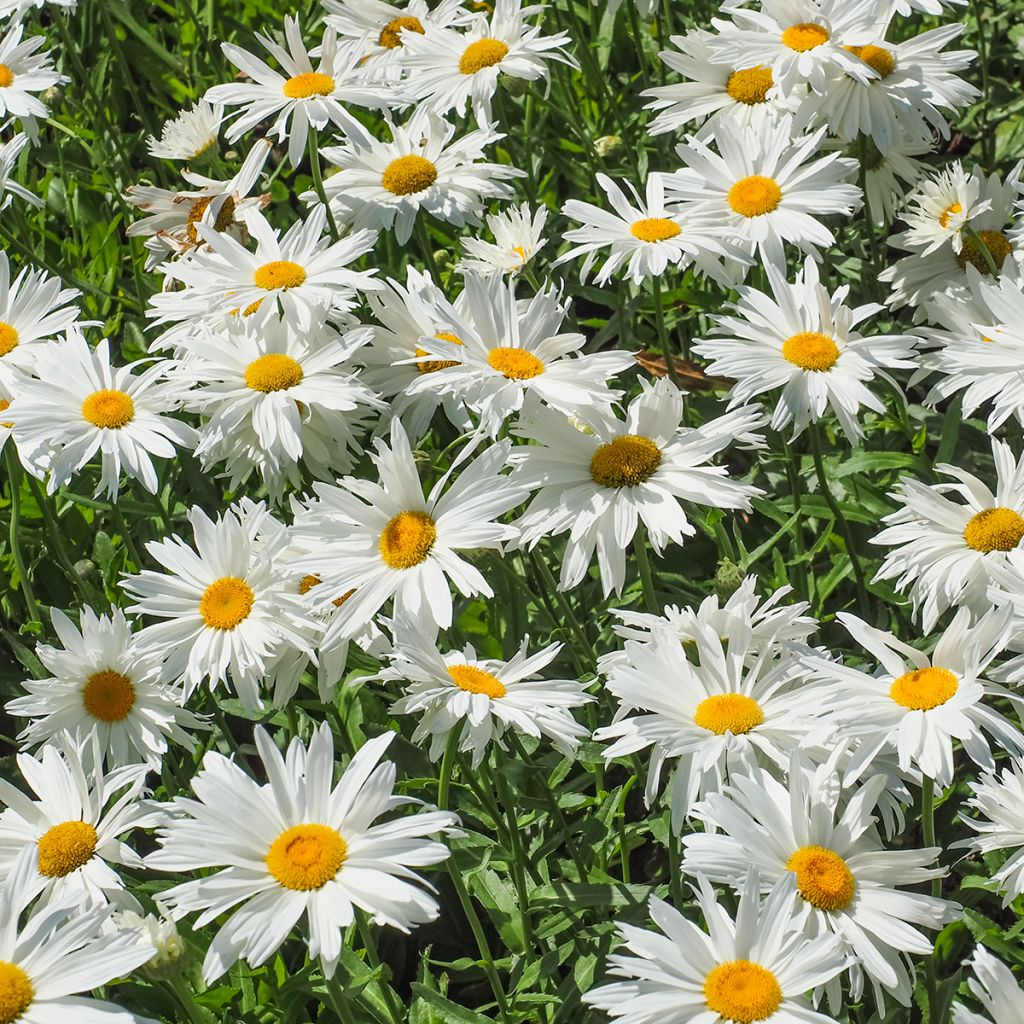 Leucanthemella serotina