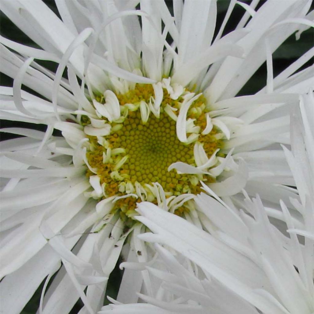 Leucanthemum Aglaia - Grande Marguerite