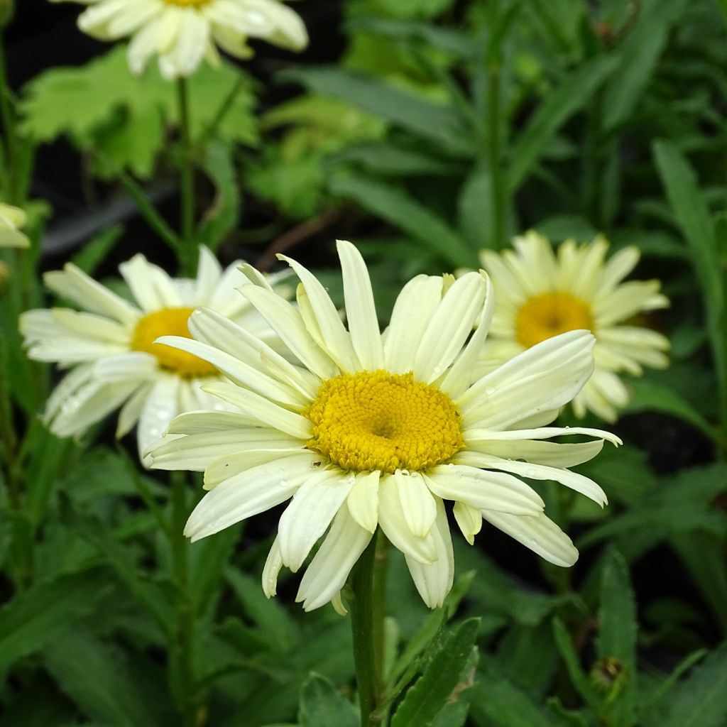 Leucanthemum Banana Cream - Grande marguerite