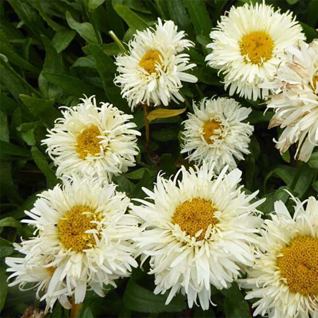 Leucanthemum Kings Crown - Grande marguerite.