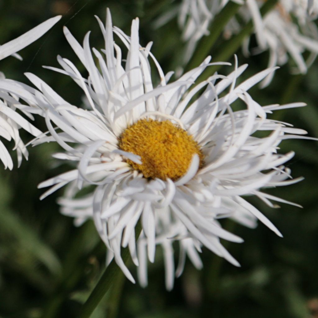 Leucanthemum Shapcott Gossamer - Grande marguerite