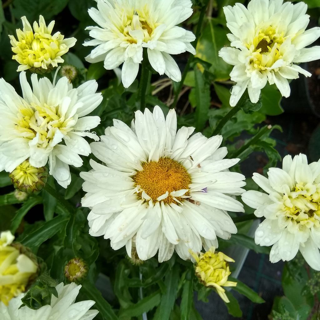 Leucanthemum superbum Victorian Secret - Shasta Daisy