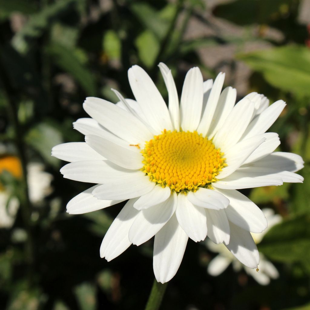 Leucanthemum superbum Alaska - Grande marguerite