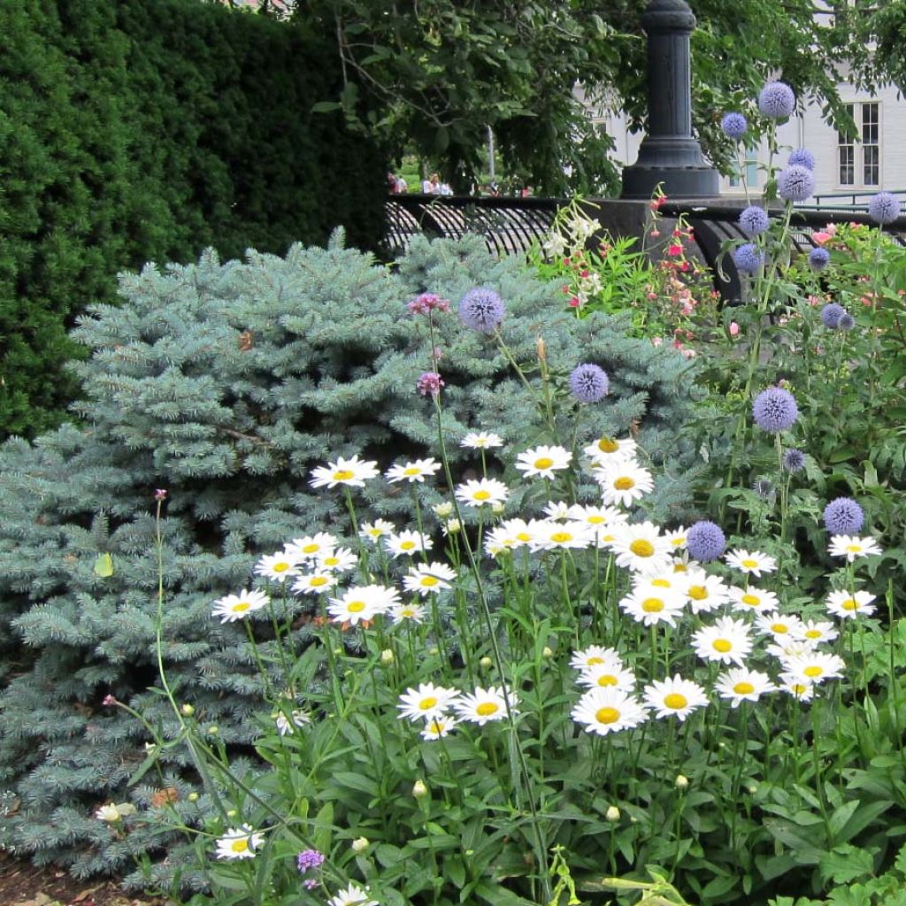 Leucanthemum superbum Becky - grande marguerite