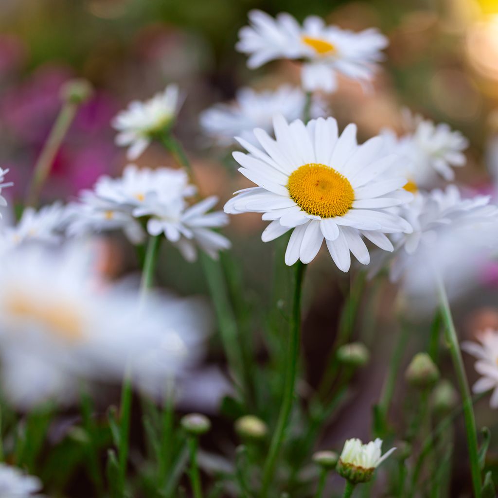 Leucanthemum superbum Becky - Shasta Daisy