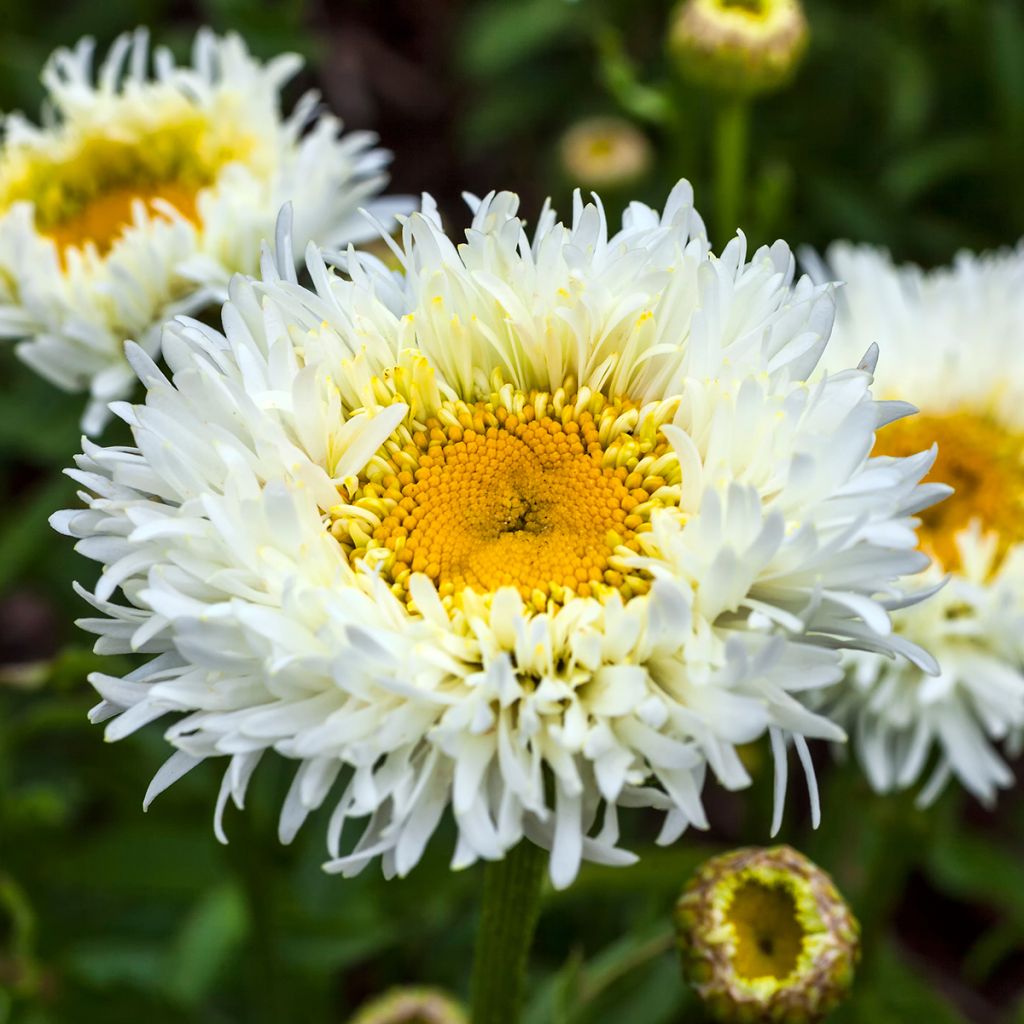 Leucanthemum superbum Engelina - Shasta Daisy