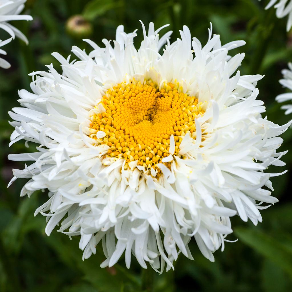 Leucanthemum superbum Engelina - Shasta Daisy