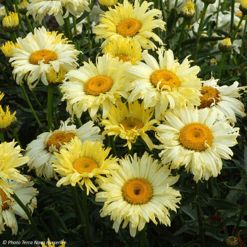 Leucanthemum superbum Goldfinch - grande marguerite