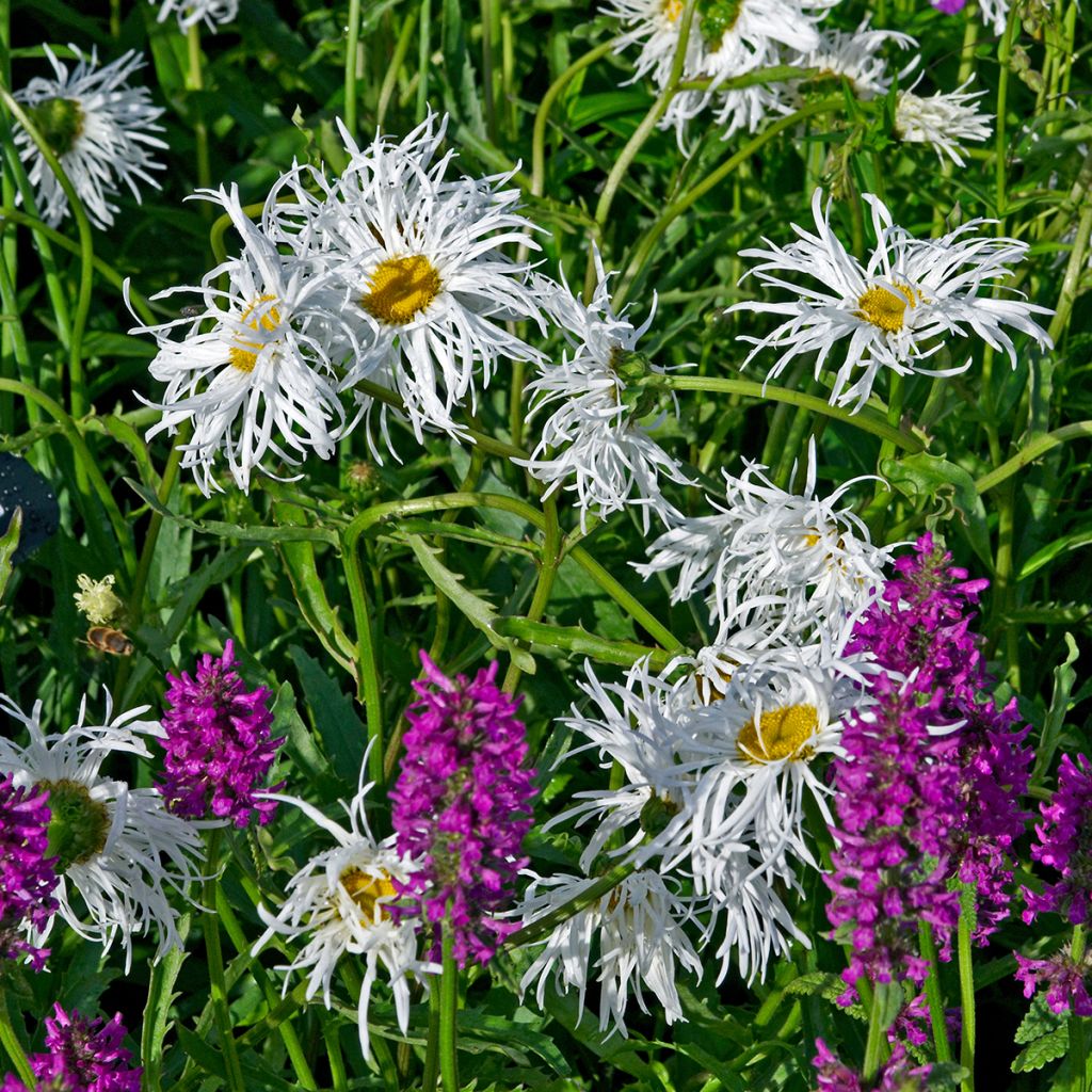 Leucanthemum superbum Old Court - Shasta Daisy