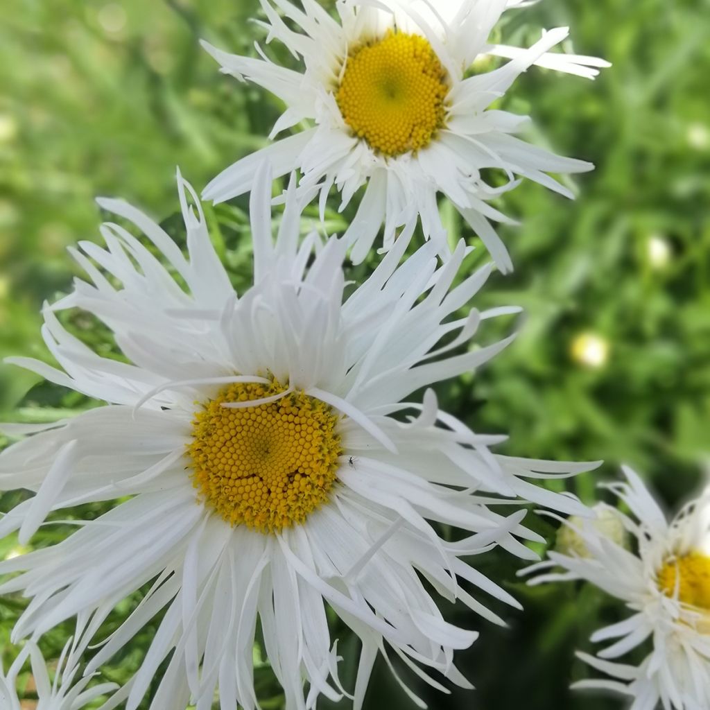 Leucanthemum superbum Old Court - Shasta Daisy