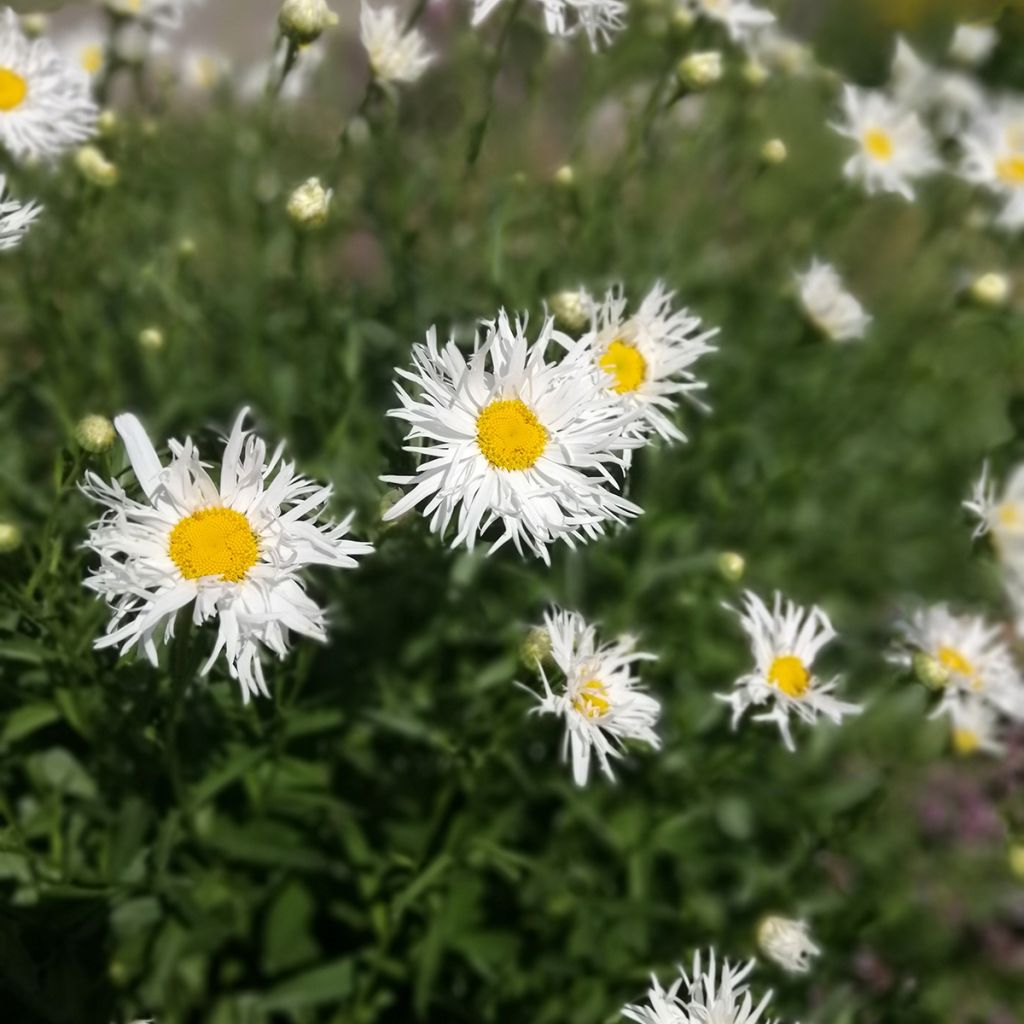 Leucanthemum superbum Old Court - Shasta Daisy