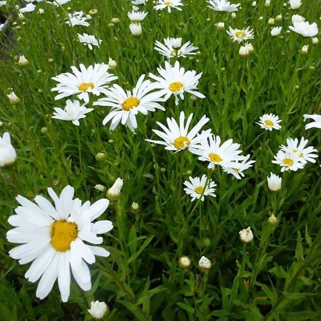 Leucanthemum  Polaris - Marguerite Polaris