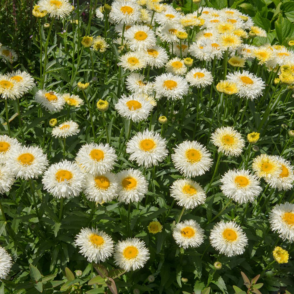 Leucanthemum superbum Real Galaxy - Shasta Daisy