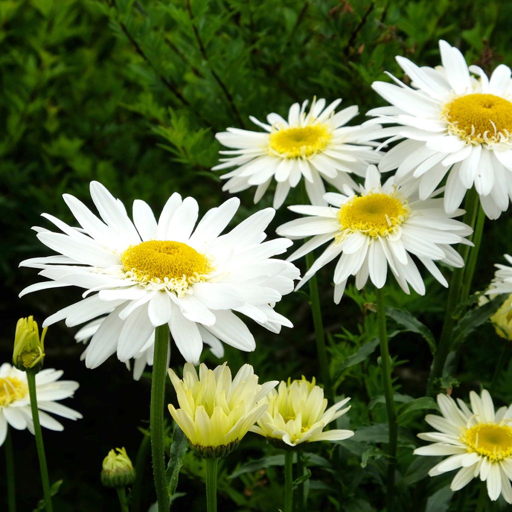 Leucanthemum superbum Real Glory - Shasta Daisy