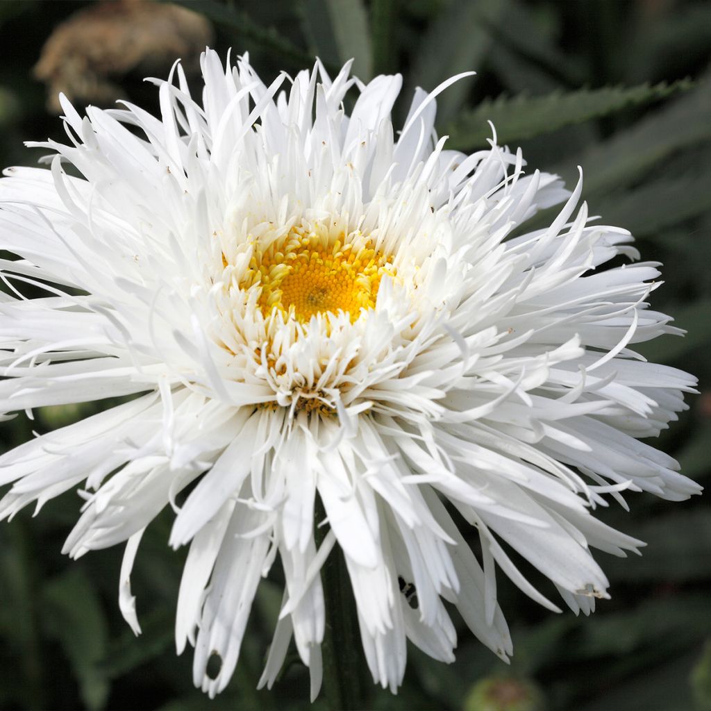 Leucanthemum superbum Snehurka