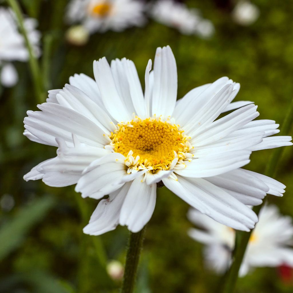 Leucanthemum superbum Wirral Supreme - Shasta Daisy