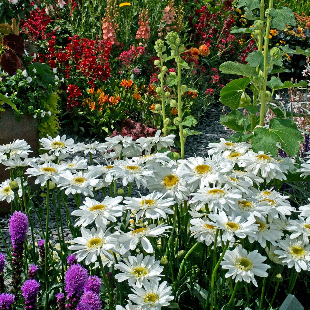 Leucanthemum superbum Wirral Supreme - Shasta Daisy