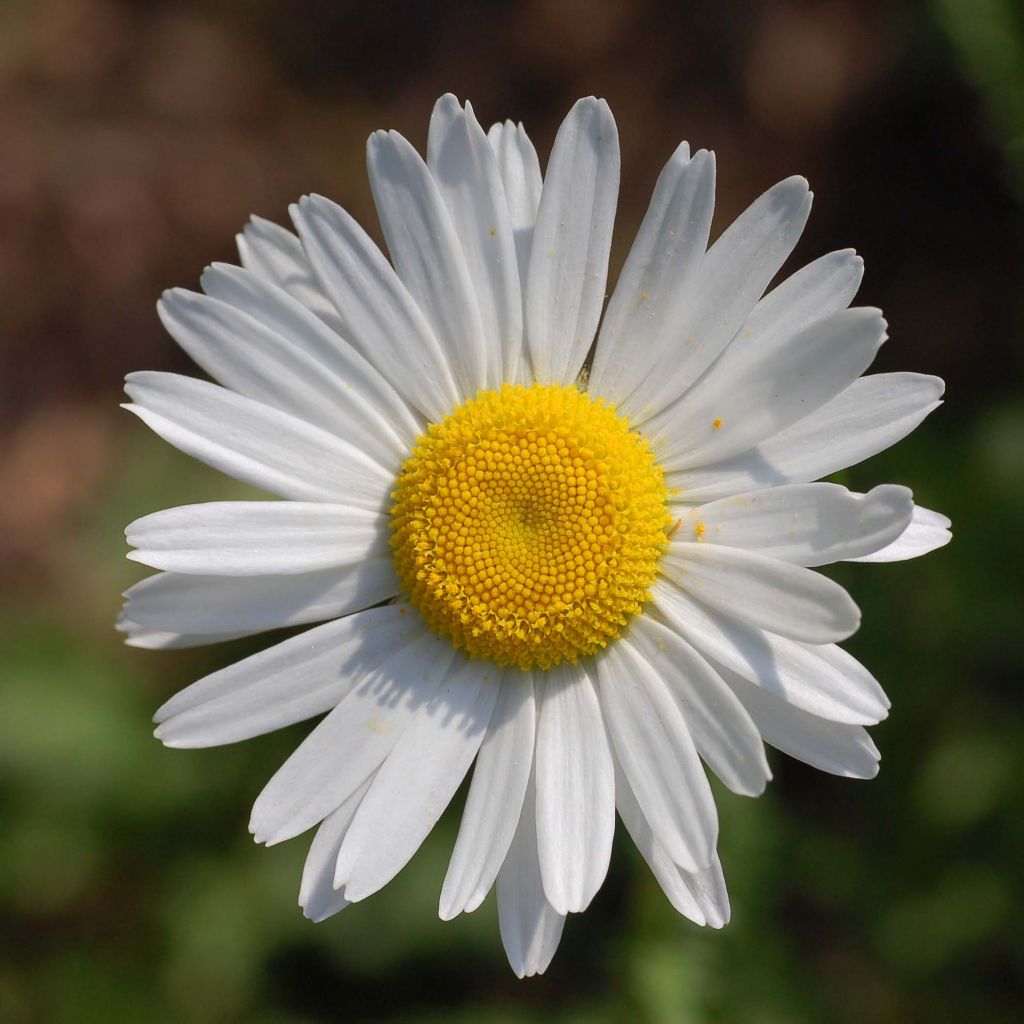 Leucanthemum vulgare - Marguerite commune.