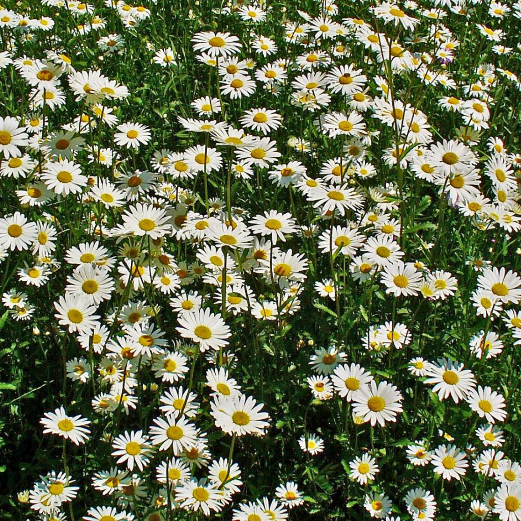 Leucanthemum vulgare - Marguerite commune.