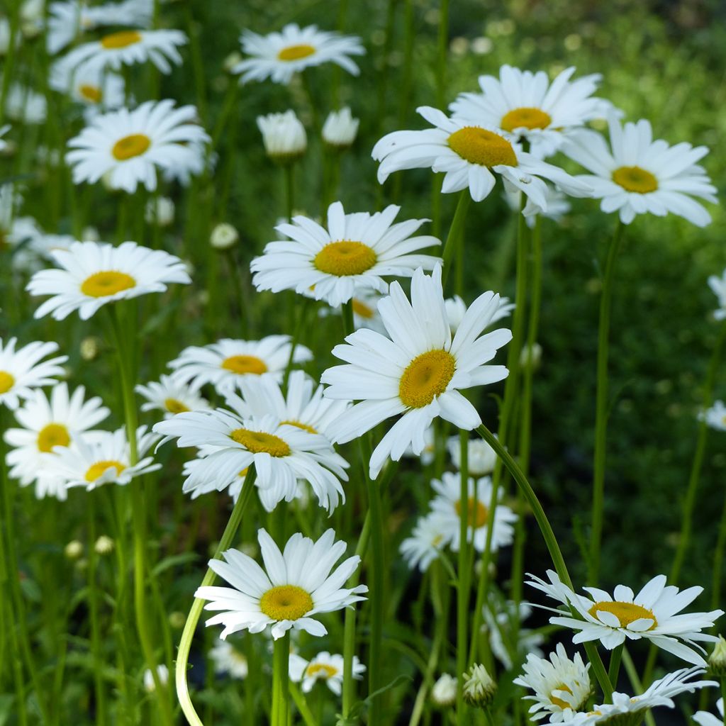 Leucanthemum vulgare Maikönigin - Oxeye Daisy seeds